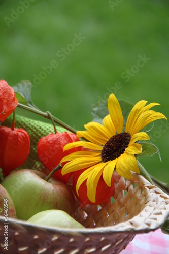 Photo: Körbchen mit Äpfeln, Sonnenblume und Lampionblume Körbchen mit Äpfeln, Sonnenblume und Lampionblume