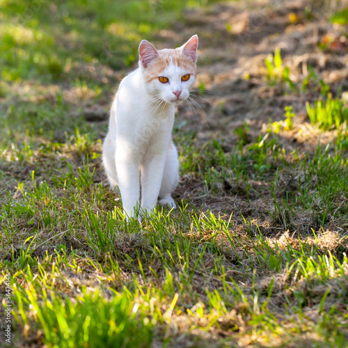 Photo: cat cat