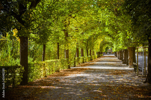 Photo: Beautiful park alley in autumn Beautiful park alley in autumn
