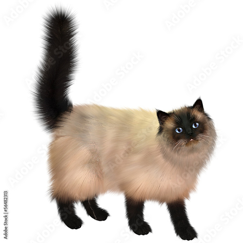 Illustration: Siamese Cat Siamese Cat