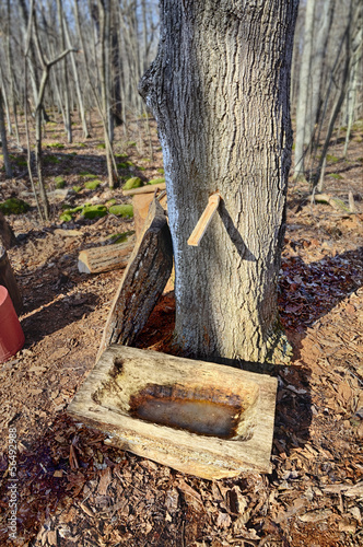 Photo: Maple Sugaring Maple Sugaring
