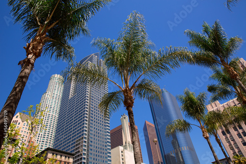 Photo: LA Downtown Los Angeles Pershing Square palm tress LA Downtown Los Angeles Pershing Square palm tress