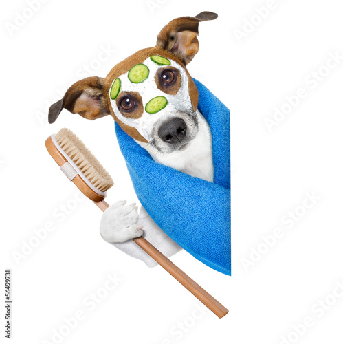 Photo: dog with a beauty mask dog with a beauty mask