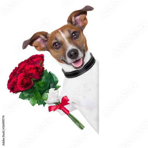 Photo: valentine dog valentine dog