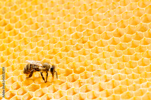 Photo: Macro of working bee on honeycells. Macro of working bee on honeycells.