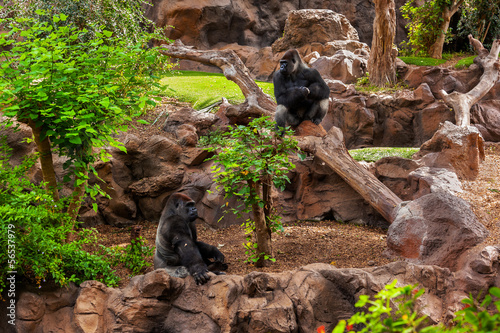 Photo: Gorilla monkey in park at Tenerife Canary Gorilla monkey in park at Tenerife Canary