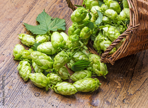 Photo: green hop cones on a table green hop cones on a table