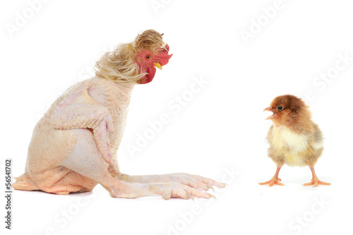 Photo: cock cock