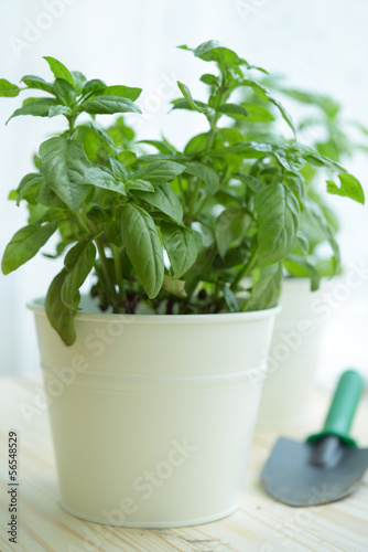 Photo: Basil in a pot Basil in a pot