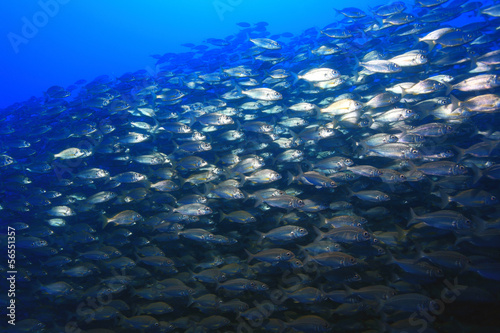 Photo: Fischschwarm im Atlantik Fischschwarm im Atlantik