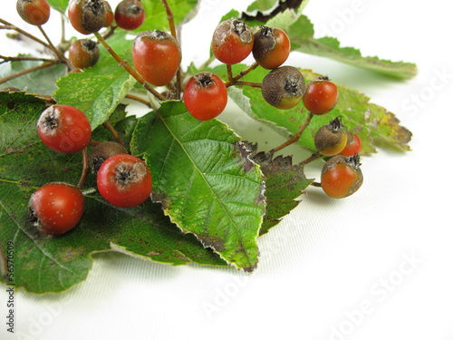 Photo: Mehlbeeren Mehlbeeren