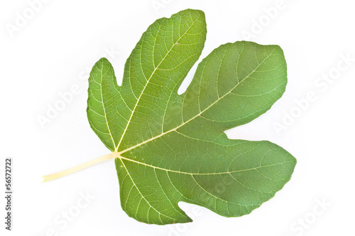 Photo: Feuille de figuier sur fond blanc Feuille de figuier sur fond blanc