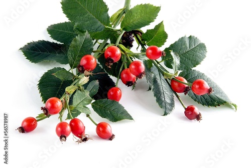 Photo: fruits of wild rose fruits of wild rose