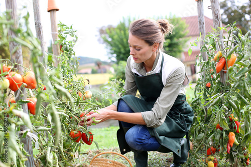 Photo: Woman in kitchen garden picking tomatoes Woman in kitchen garden picking tomatoes