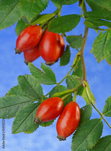 Photo: Rose Hip Close Up Rose Hip Close Up