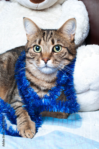 Photo: Christmas cat Christmas cat