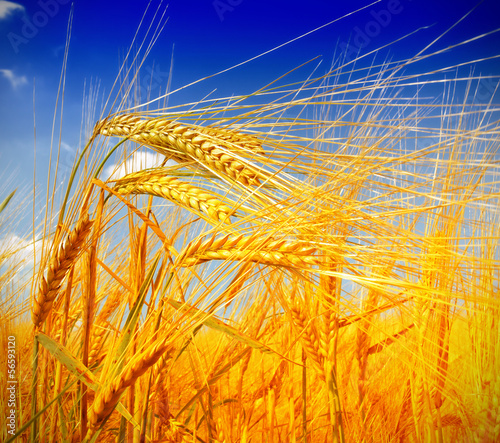 Photo: Wheat field against a blue sky Wheat field against a blue sky