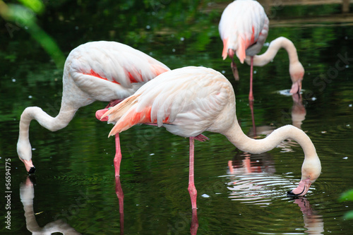 Photo: Europese flamingo Europese flamingo