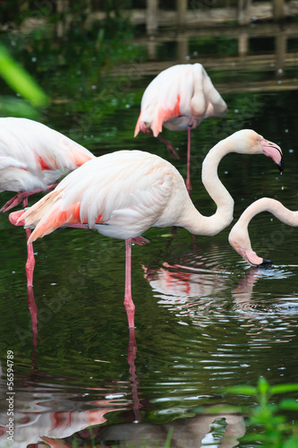 Photo: Europese flamingo Europese flamingo