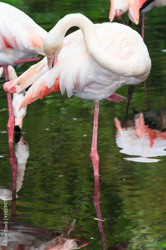 Photo: Europese flamingo Europese flamingo