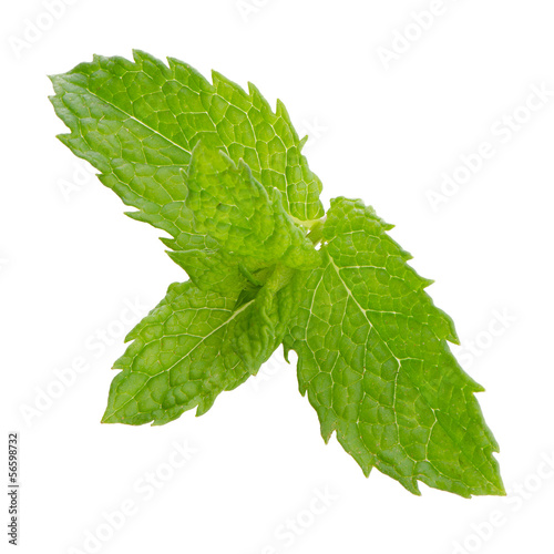 Photo: Fresh mint close up Fresh mint close up