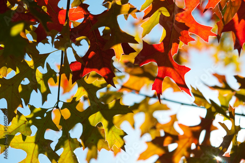 Photo: Autumn Leaves Autumn Leaves