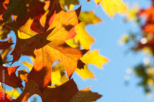 Photo: Autumn Leaves Autumn Leaves
