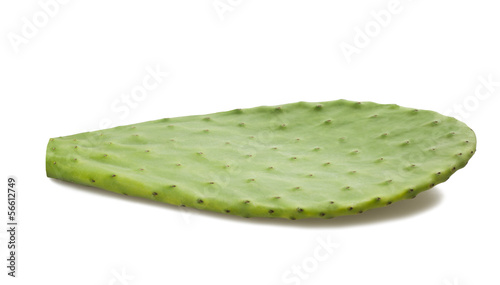 Photo: cactus leaf cactus leaf