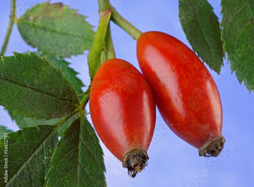 Photo: Rose Hips Rose Hips