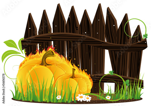 Vector: Burning pumpkins against a wooden fence Burning pumpkins against a wooden fence