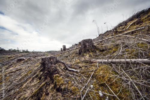 Photo: forestry logging forestry logging