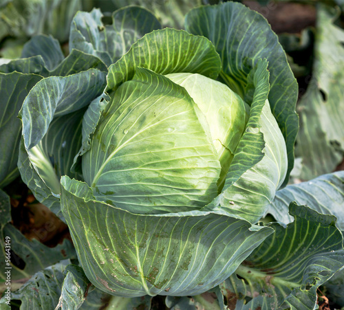 Photo: Weißkohl frisch vom Feld Weißkohl frisch vom Feld