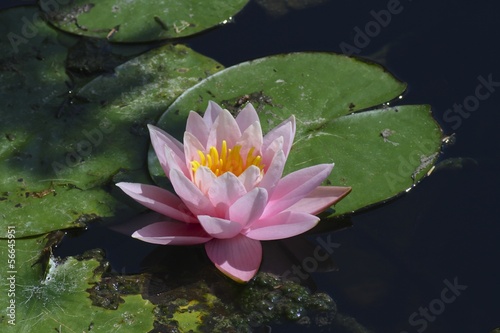 Photo: fiore di ninfea nello stagno fiore di ninfea nello stagno