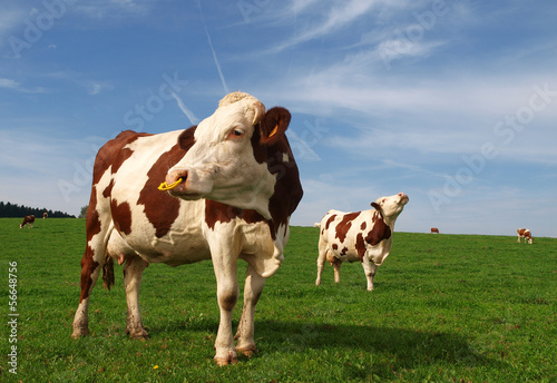 Photo: vaches normandes vaches normandes