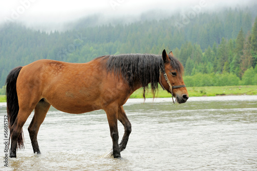 Photo: Horse Horse
