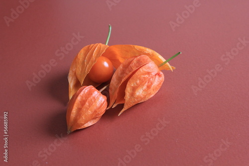 Photo: Physalis, coqueret, berries, orange Physalis, coqueret, berries, orange