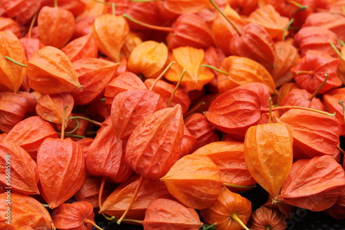 Photo: physalis, berries, lanterne, fruit orange, automne physalis, berries, lanterne, fruit orange, automne
