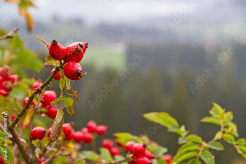 Photo: Rote Hagebutten im Allgäu Rote Hagebutten im Allgäu