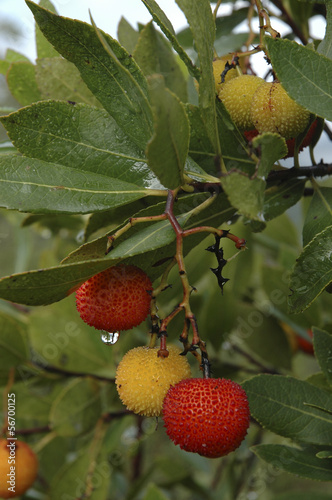 Photo: Arbousier / Hippophae rhamnoides / Fruits Arbousier / Hippophae rhamnoides / Fruits