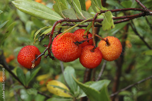Photo: Arbousier, Hippophae rhamnoides, Fruits Arbousier, Hippophae rhamnoides, Fruits