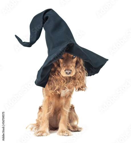 Photo: dog sitting in a witches hat and looks impressive dog sitting in a witches hat and looks impressive