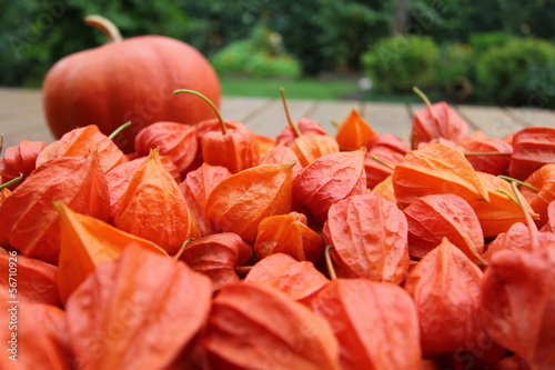 Photo: physalis, courge , automne, physalis, courge , automne,