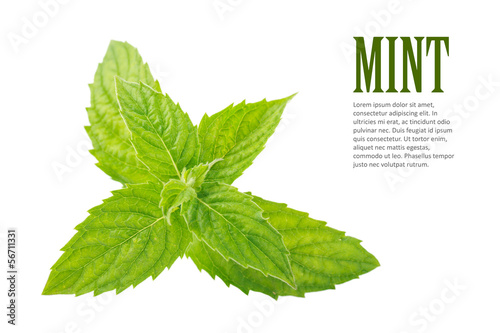 Photo: Mint leaves Mint leaves