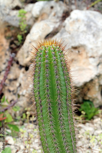 Photo: Cactus Cactus