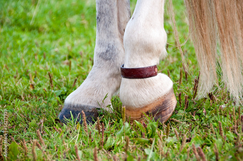 Photo: Horse copper Pastern strap Horse copper Pastern strap