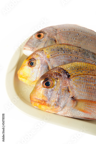 Photo: Pesce fresco pescato Pesce fresco pescato