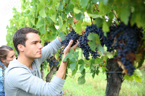 Photo: Man in vineyard picking grapes Man in vineyard picking grapes