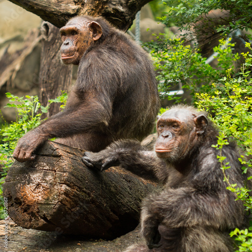 Photo: Chimpanzee Chimpanzee