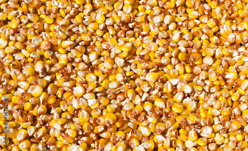 Photo: Corn beans Corn beans