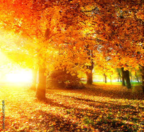 Photo: Fall. Autumnal Park. Autumn Trees and Leaves in Sunlight Rays Fall. Autumnal Park. Autumn Trees and Leaves in Sunlight Rays